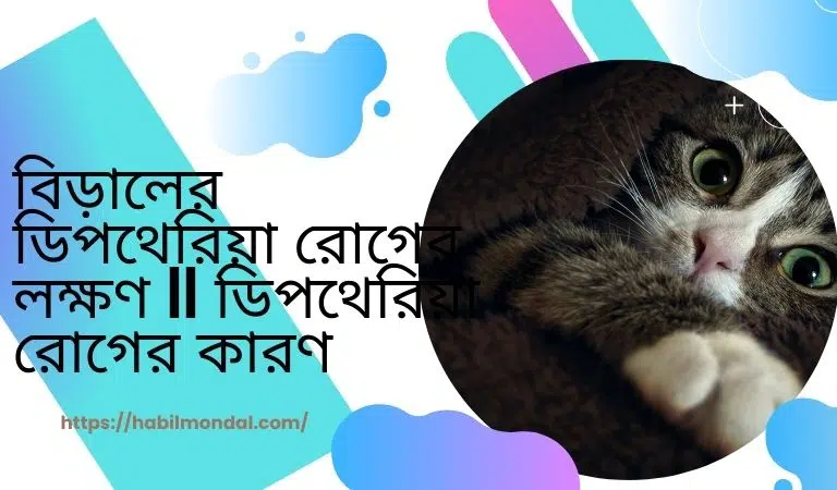 বিড়ালের ডিপথেরিয়া রোগের লক্ষণ