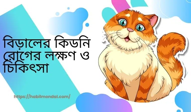 বিড়ালের কিডনি রোগের লক্ষণ