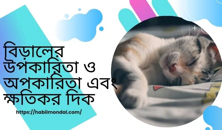 বিড়ালের-উপকারিতা-ও-অপকারিতা