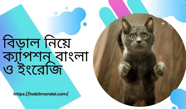 বিড়াল নিয়ে ক্যাপশন