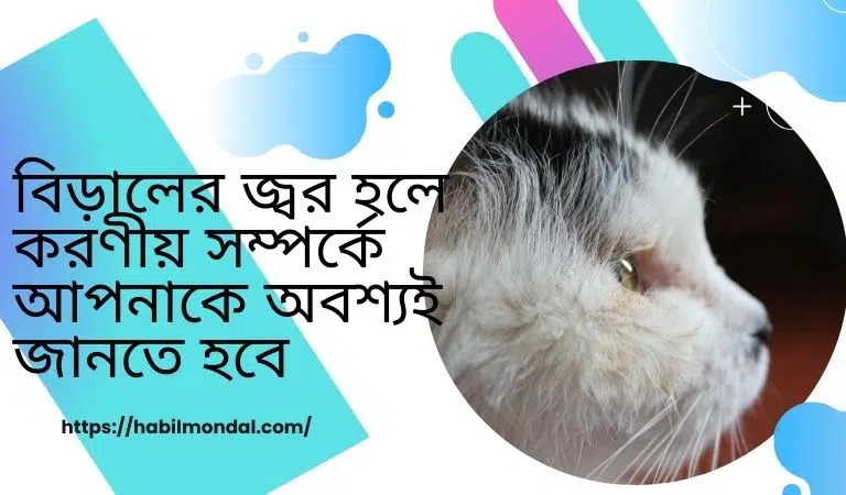 বিড়ালের জ্বর হলে করণীয়