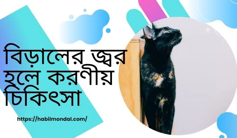 বিড়ালের-জ্বর-হলে-করণীয়-চিকিৎসা