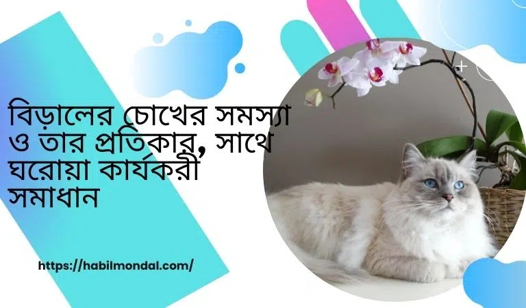 বিড়ালের চোখের সমস্যা